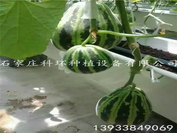 香瓜種植槽